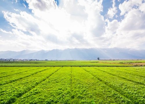 nfe para produtor rural